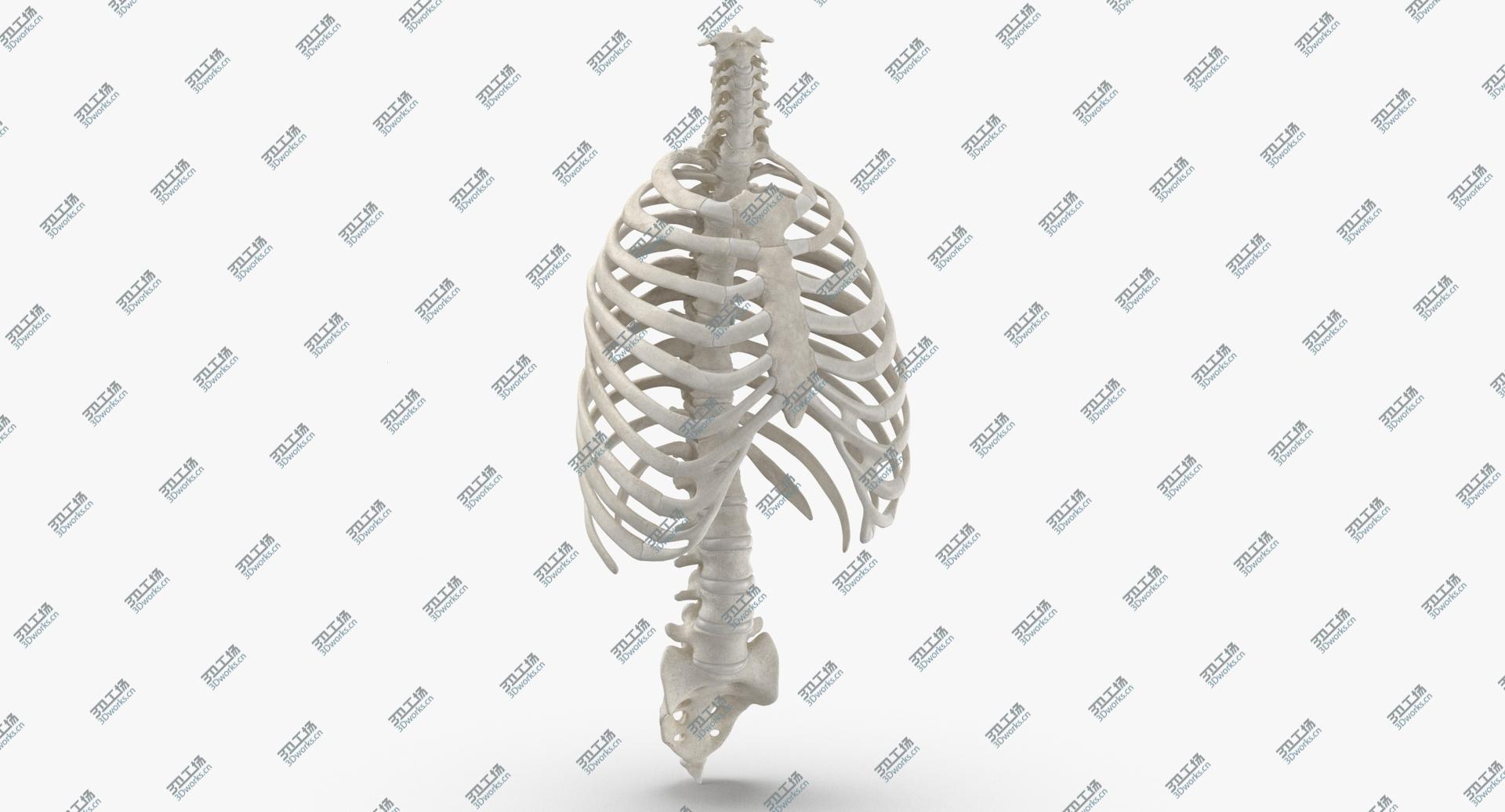 images/goods_img/202104094/3D Real Human Rib Thoracic Cage and Spine Bones Anatomy White 01/2.jpg